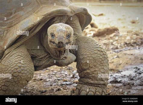 Tortue G Ante Aldabrachelys Gigantea Dans Le Sanctuaire Du Parc