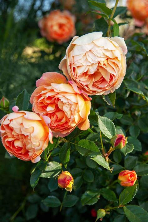 How Drought And Frost Hardy Plants Helped Transform This Property Hardy Plants Cottage Garden