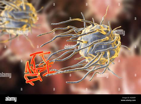 Macrophage Engulfing Bacteria Sem