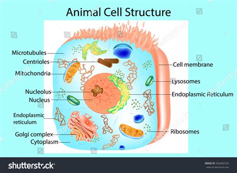 Eukaryotic Cell Structure Diagram 