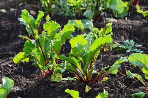 9 of the Best Companion Plants for Broccoli | Gardener’s Path