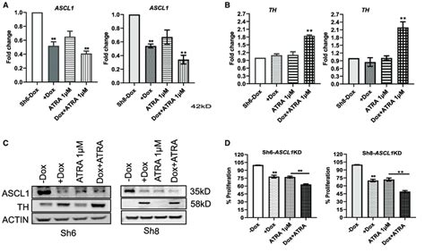 Effect Of ASCL1 Knockdown And Treatment Of ATRA On Proliferation And