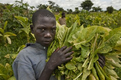 Slaves On Tobacco Plantations