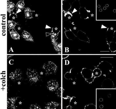 Microtubules Regulate Pi K Activity And Recruitment To The Phagocytic