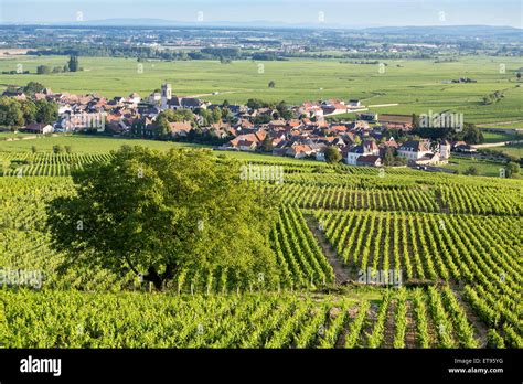 Grand cru and premier cru vineyards in Cote de Beaune, Burgundy, France ...