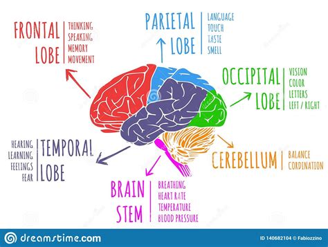 Human Brain Functions Chart