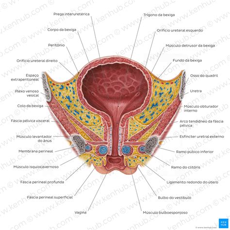 Onde é A Uretra Feminina - 6