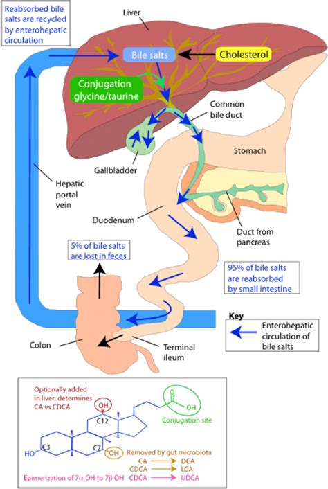 Bile acid metabolism (adapted from [167]) | Download Scientific Diagram