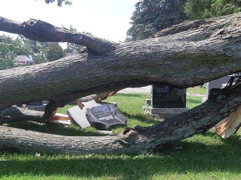 Un Arbre Fait Des Ravages Au Cimeti Re Saints Martyrs La Nouvelle