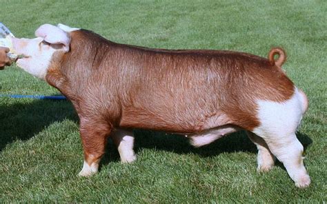 Purple Power Boar Stud, LLC | HEREFORD