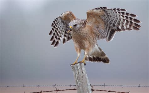 Red-shouldered Hawk | Audubon Field Guide