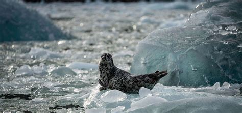 Wildlife Cruises in Southeast Alaska | Guided Wildlife Tours