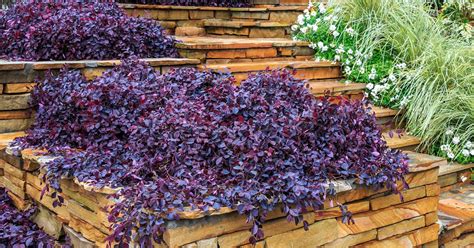 Purple Pixie Dwarf Weeping Loropetalum Southern Living Plants