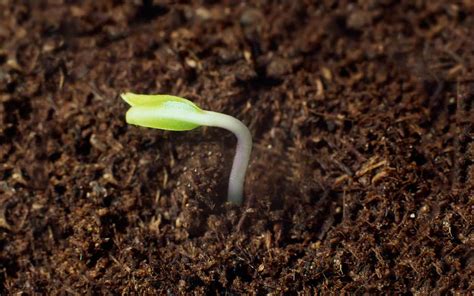 Cuánto tiempo tarda en crecer una planta de cannabis Grow Center