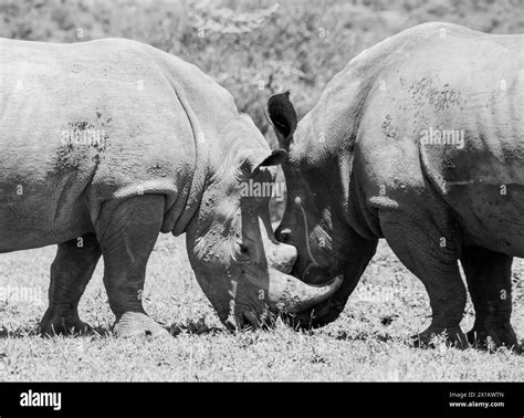 White Rhino Grazing In Southern African Savannah Stock Photo Alamy