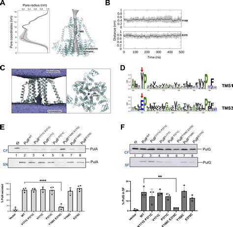 Membrane Platform Protein Pulf Of The Klebsiella Type Ii Secretion