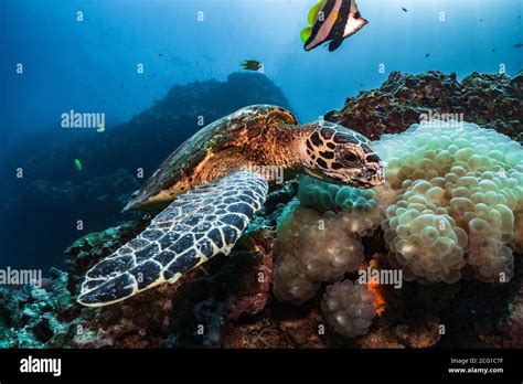 Hawksbill Turtle Underwater Eating Bubble Coral Scuba Diving Stock