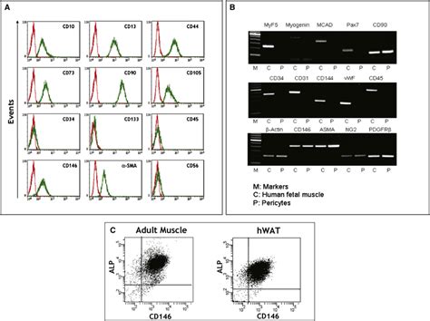 Long Term Cultured Perivascular Cells Express Markers Of MSCs