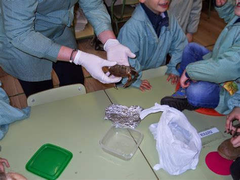 Infantil En Ribadesella Proyecto El DelfÍn