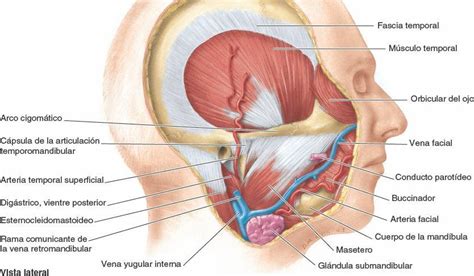 Regiones Parot Dea Y Temporal Fosa Infratemporal Y Articulaci N