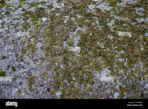 Mossy Rock Texture Stock Photo Alamy