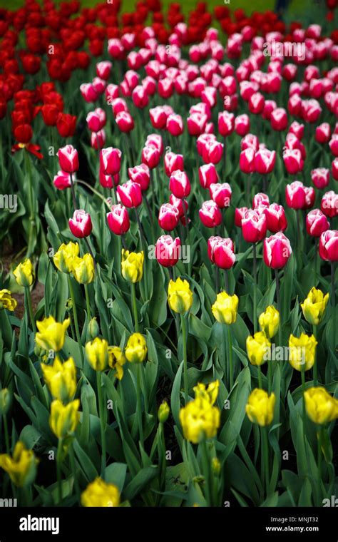 Beautiful Tulip Flower Wallpaper