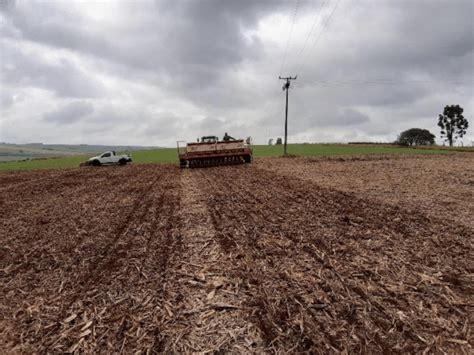 Semeadura Do Trigo Em Na Rea Experimental Ponta Grossa Pr