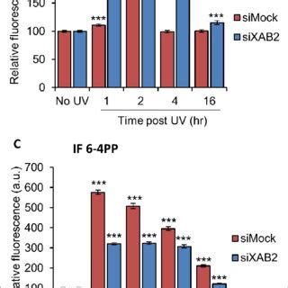 Rnap Behavior Is Modified Without Xab A Frap Analysis Of Rnap Gfp