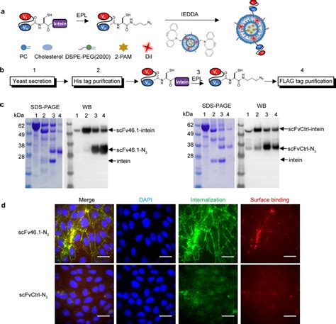 Schematic Of Scfv Liposome Preparation And Expression Download Scientific Diagram