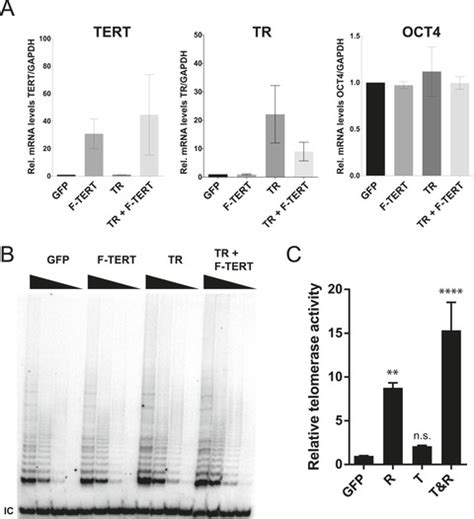 Cancer Associated Tert Promoter Mutations Abrogate Telomerase Silencing