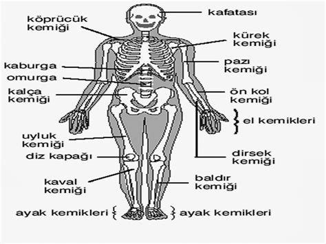 Vücudumuzda Destek ve Hareket Sistemi Resimler