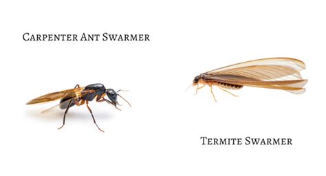 Termites Or Carpenter Ants Ehrlich Pest Control Blog