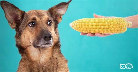 Es Seguro Para Los Perros Comer Ma Z Descubre La Respuesta Aqu