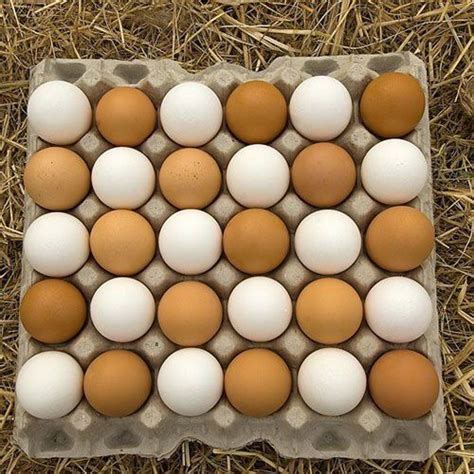 Farm Chick Poultry Eggs Shelf Life: 3 Months at Best Price in Raichur ...