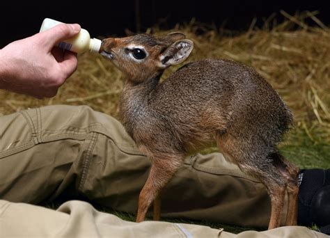 Baby Antelope Takes First Steps Picture | Cutest baby animals from ...