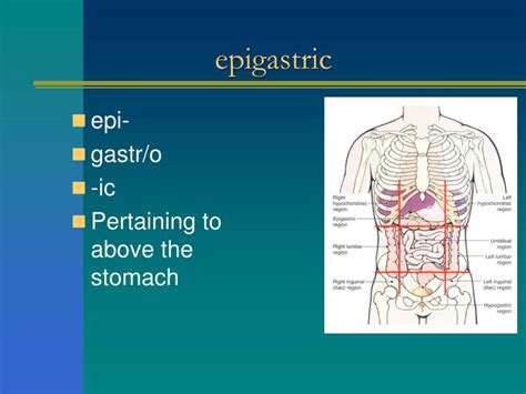 Ppt Chapter 2 Terms Pertaining To The Body As A Whole Powerpoint