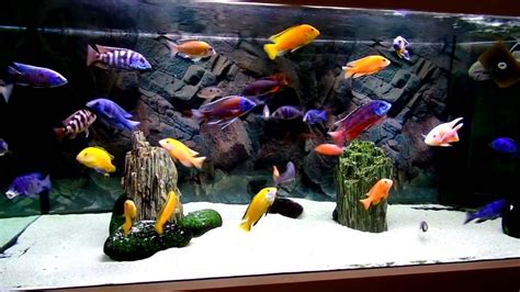 Malawi Cichlids Aquarium Youtube