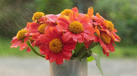 Fresh Flowers With Droplets In A Pot Outdoor Water Droplets On Orange