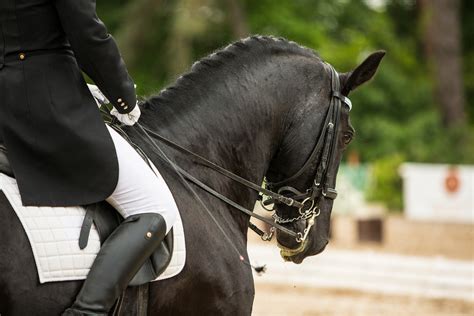 4 Dressage Fashion Trends & Salute-Worthy Styles - Horse Rookie