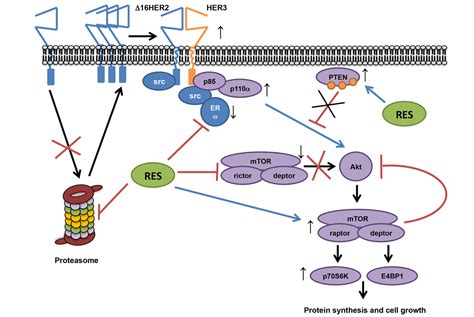 Resveratrol Fuels Her And Er Positive Breast Cancer Behaving As