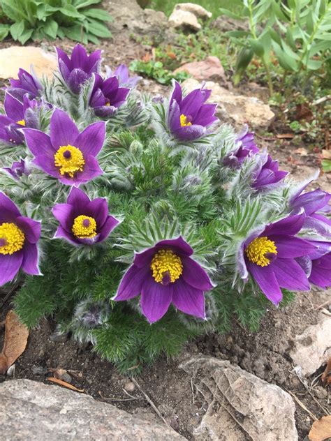 Pulsatilla Vulgaris Pinwheel Blue Violet Shades