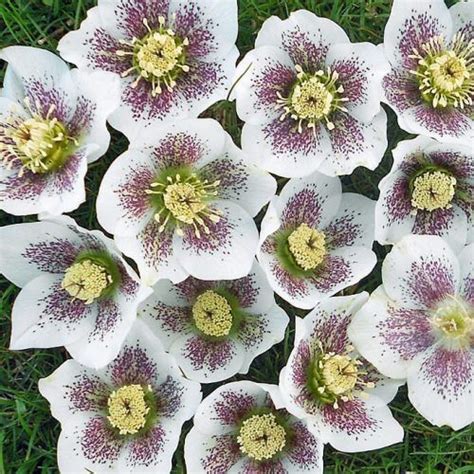 Helleborus King Pink Spotted Keleti Hunyor Florapont