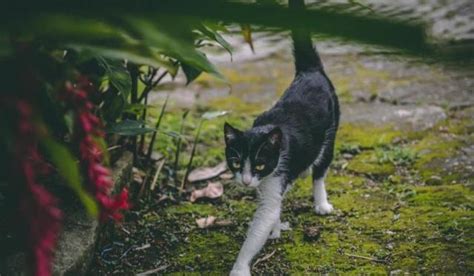 遛猫是一个愚蠢的行为，会养猫的主人才不会带猫咪去遛弯