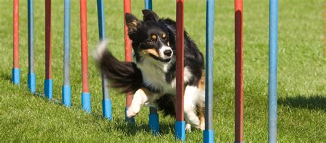 Agility Parcours für Hunde Uelzener Tier Magazin