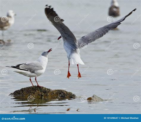 Two Seagulls Fighting Stock Image Image Of Aggression