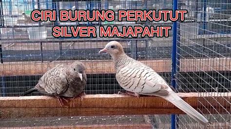 Ciri Burung Perkutut Silver Majapahit Perkutut YouTube