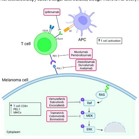 Effects of combination of immune checkpoint inhibitors and RAS-ERK ... 