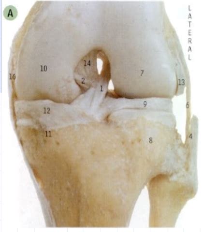 Knee Evaluation Flashcards Quizlet