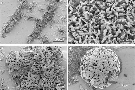 Sem Images Of A Type Amylose Assemblies Observed By Crystallizing