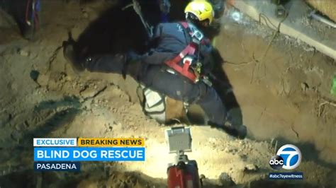 13 Year Old Blind California Dog Rescued After Falling Into 15 Foot